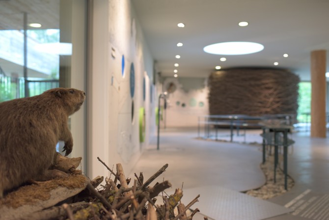 Unsere interaktive Ausstellung entführt Sie an die Ufer der Thur und mitten in die Lebensräume einer lebendigen Auenlandschaft.